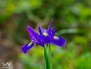 Iris - Kosaciec